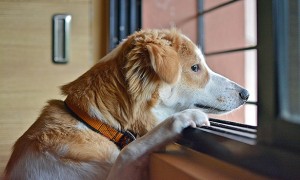 Webinarium - strategia i taktyka pracy z psem z problemami separacyjnymi
