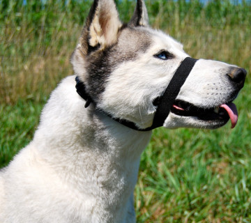 Opaska wyciszająca Face Wrap